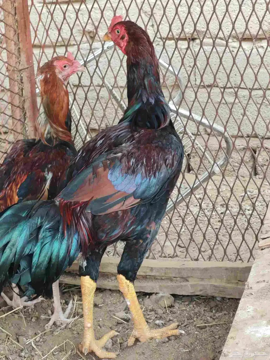 ديك شامو 1