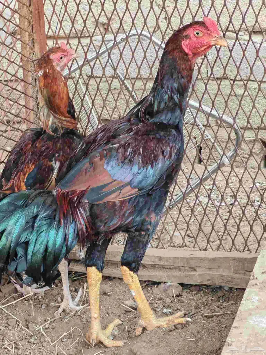 ديك شامو 2