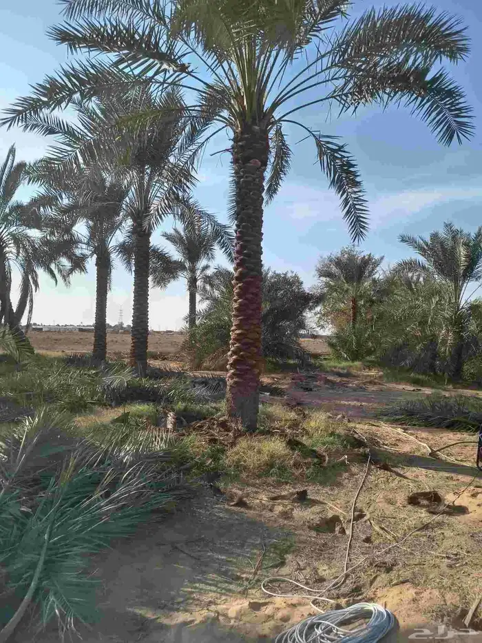 مطلوب نخل من سته متر 0
