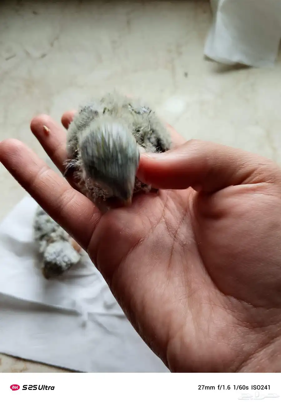 فروخ روز 5
