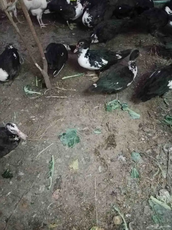 بط مسكوفي بياض 3