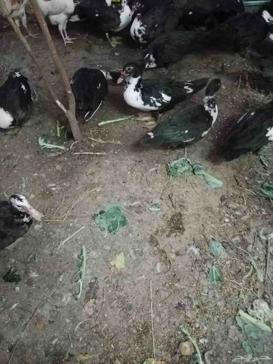 بط مسكوفي بياض 3