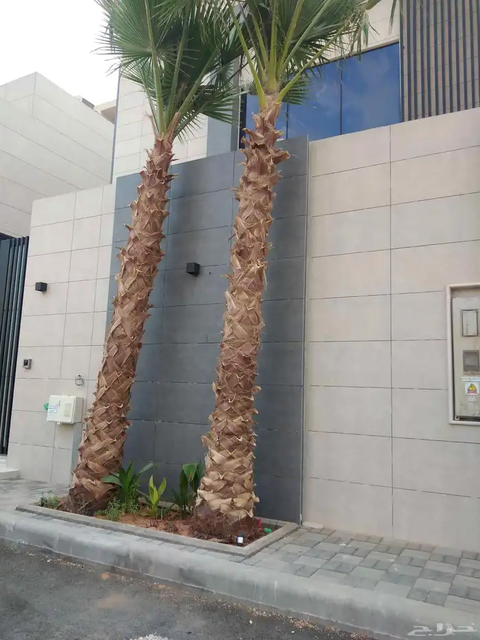 نخيل وشنطني زينه 0