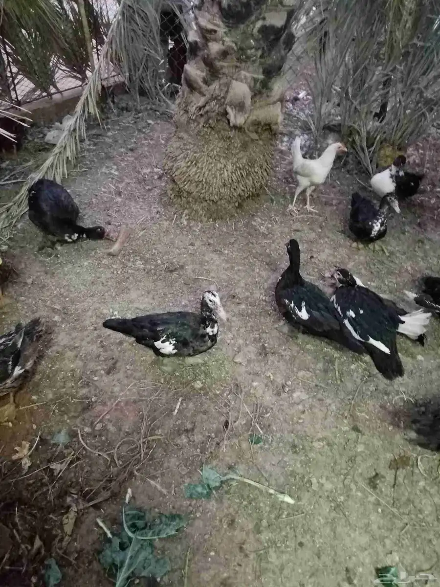 بط مسكوفي بياض 1
