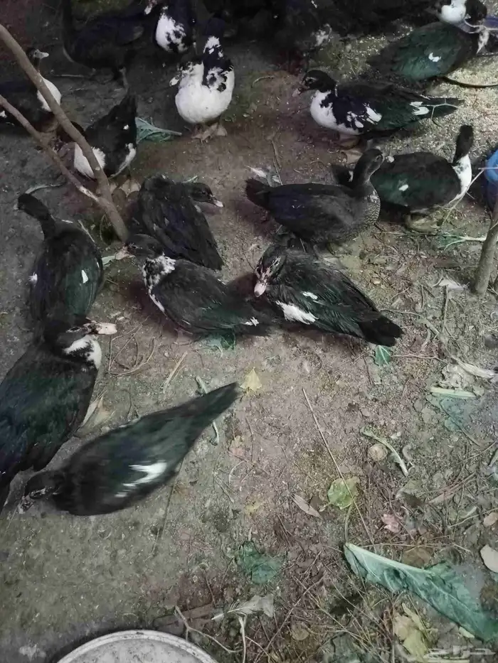 بط مسكوفي بياض 0