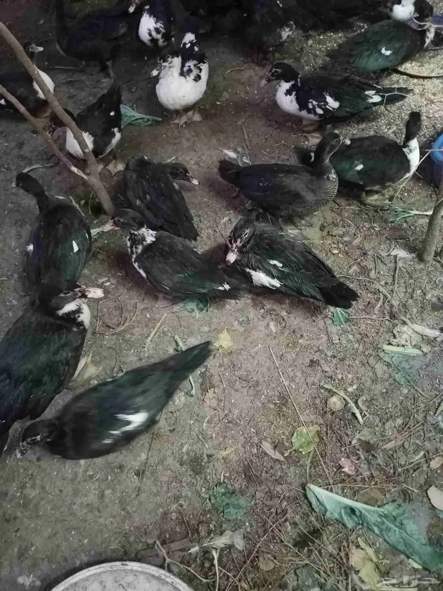 بط مسكوفي بياض 0