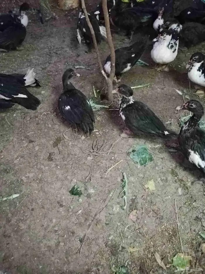 بط مسكوفي بياض 2