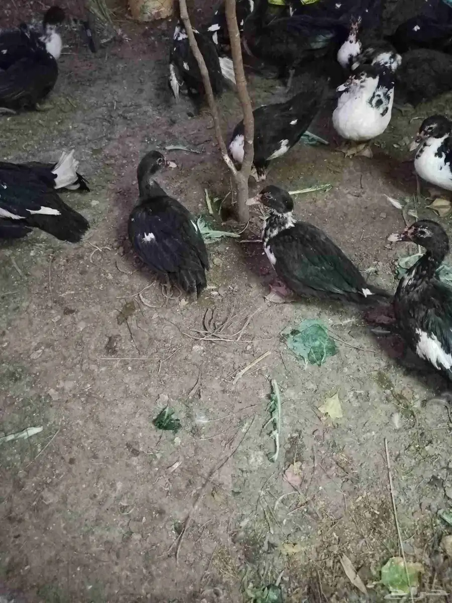 بط مسكوفي بياض 2