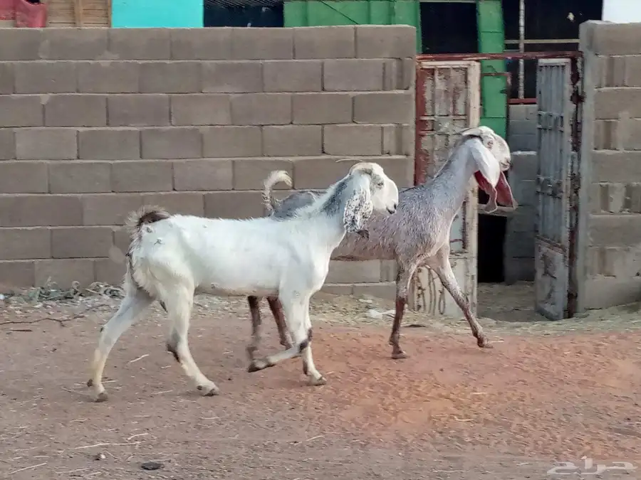 معزه مشاريك ماشاء الله تبارك 3