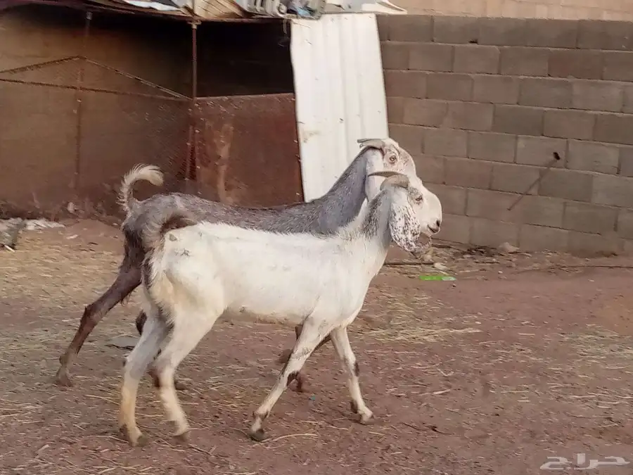 معزه مشاريك ماشاء الله تبارك 4