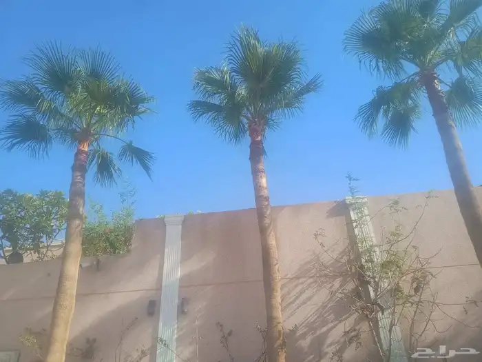 عمال النخل 0