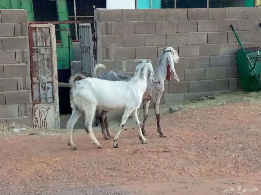 معزه مشاريك ماشاء الله تبارك 1