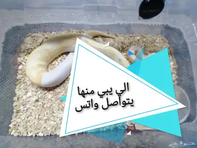 تصاميم لهواة الزو احف 0