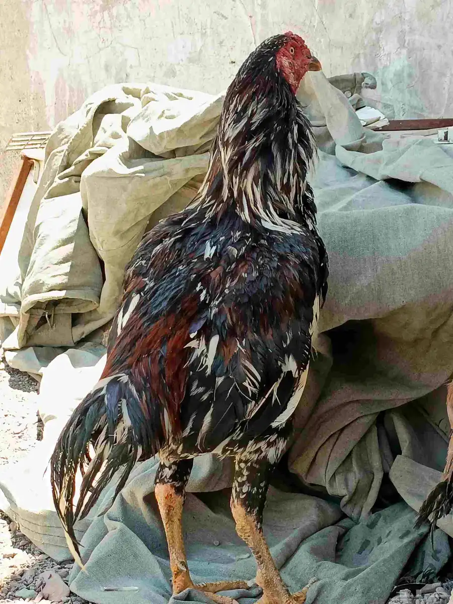 ديك باكستان ودجاج دايخه اللبيع 0