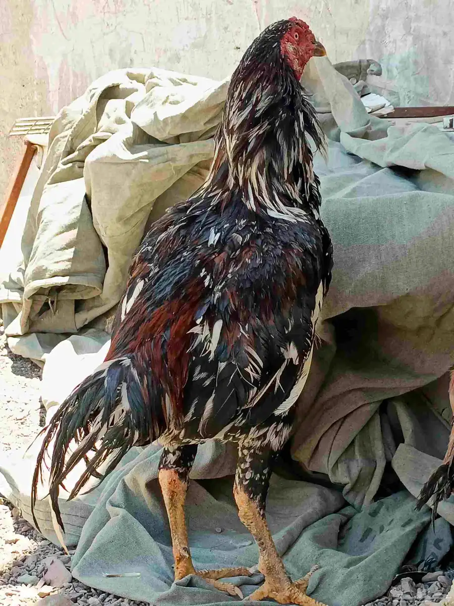 ديك باكستان ودجاج دايخه اللبيع 2