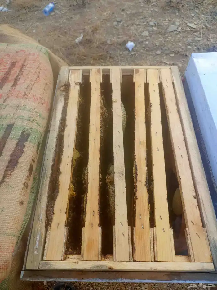 نحل فرنجي وبلدي للبيع 6