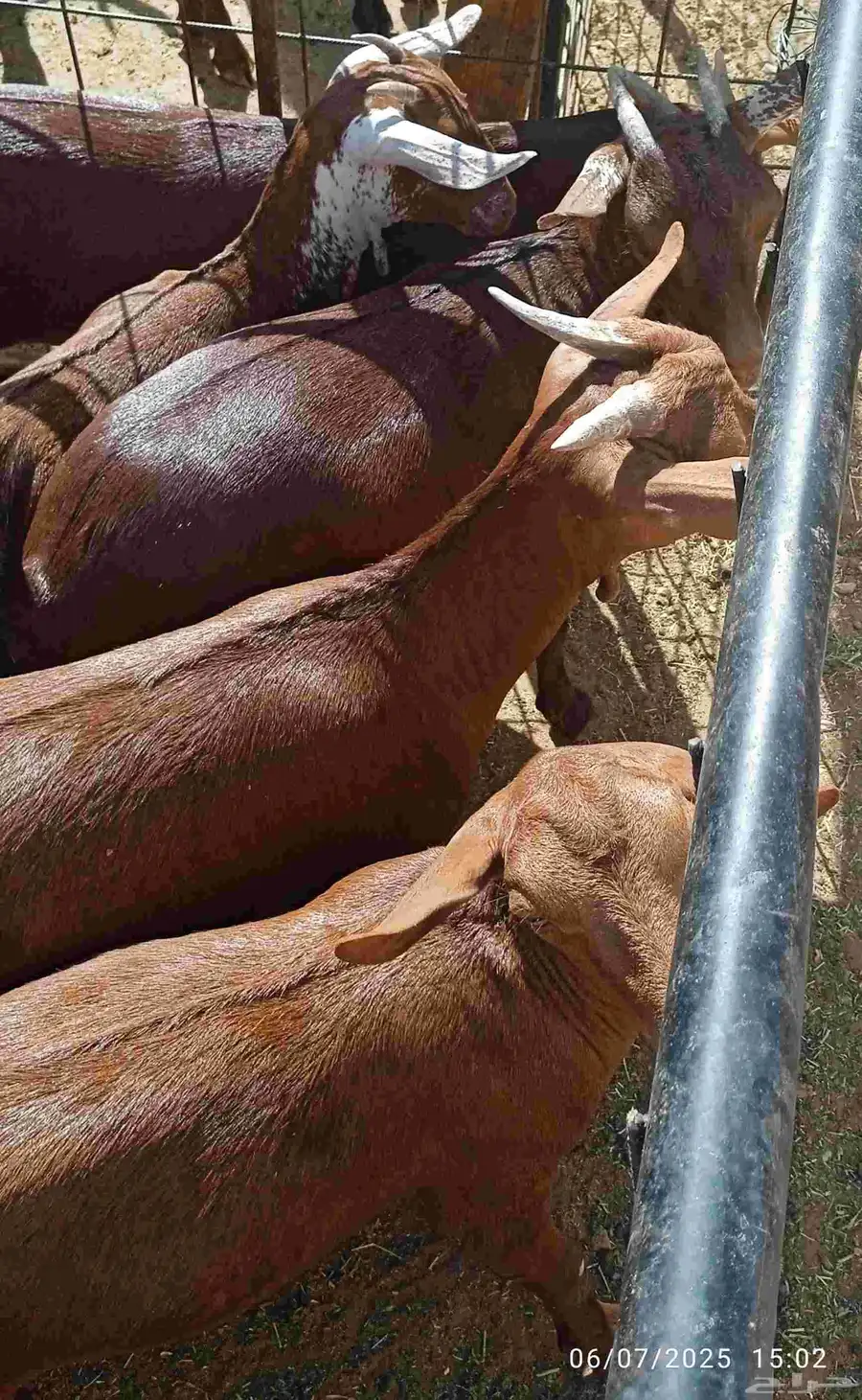 غنم محايل عسير متوفرة في مدينة الرياض للطلب والمعاينة 4