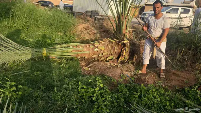 نعمل في زراعة النخيل وتركيب الشبوك بانواعها والمضلاتوالتراث 0