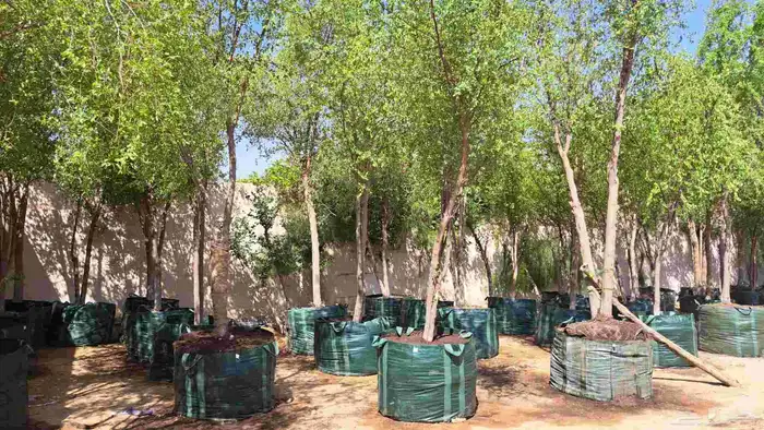 نخيل وشنطني زينه 3