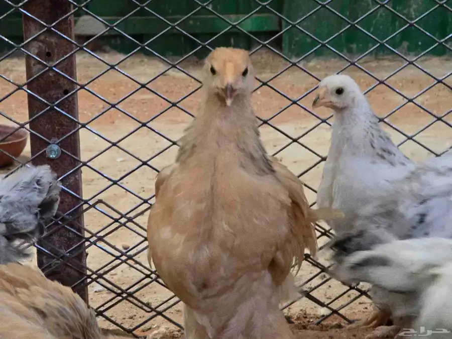 للبيع فروخ دجاج براهما 1