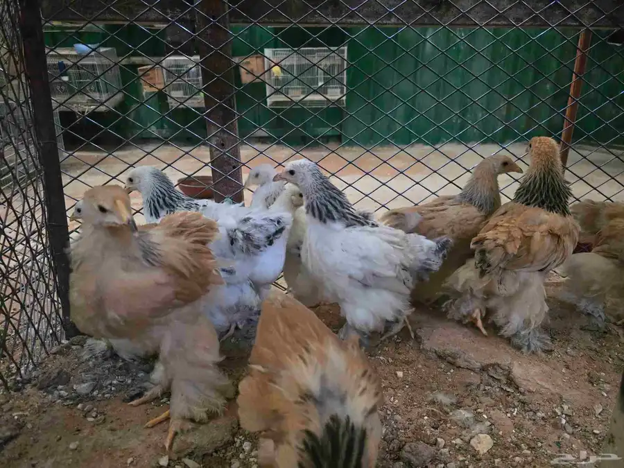 للبيع فروخ دجاج براهما 3
