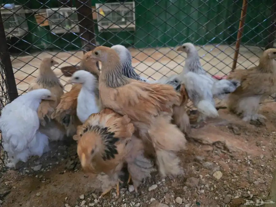 للبيع فروخ دجاج براهما 4
