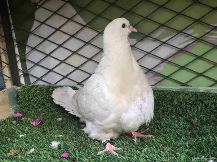 للبيع فرخ حمام فرش.. 2