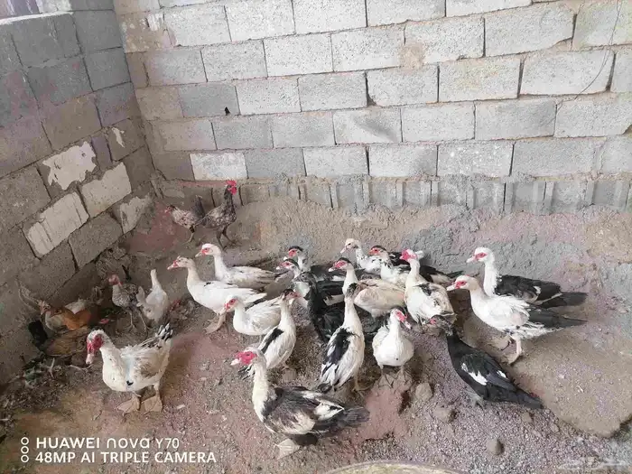 للبيع بط بلدي درجة أولى سعر مغري 0
