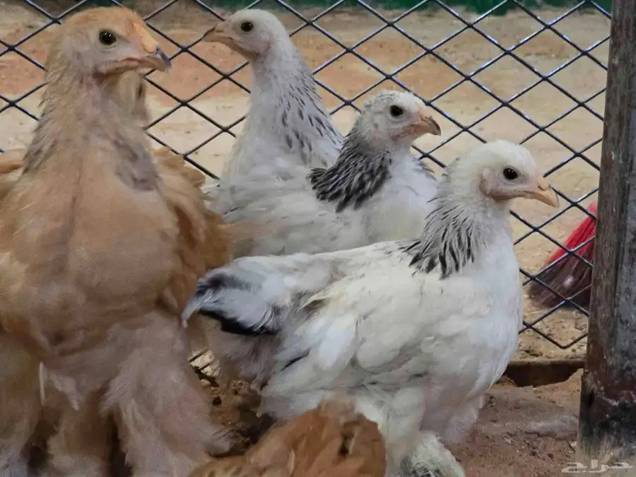 للبيع فروخ دجاج براهما 2