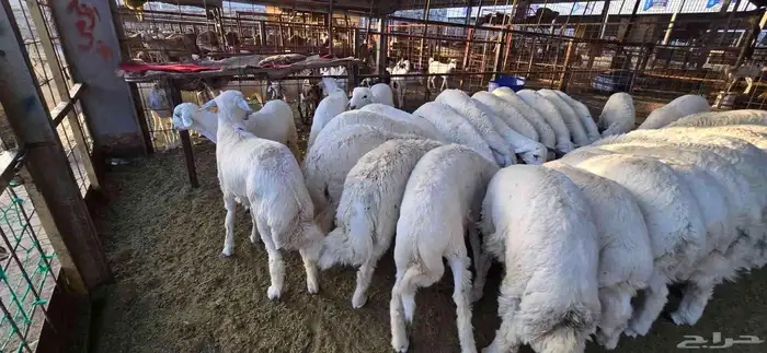 طليان حري مع خدمة ذبح تصوير توزيع توصيل 0