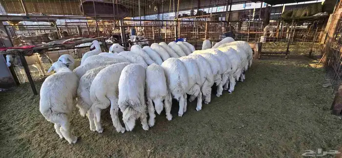 طليان حري مع خدمة ذبح تصوير توزيع توصيل 9