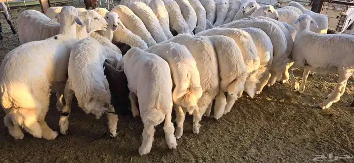 طليان حري مع خدمة ذبح تصوير توزيع توصيل 12