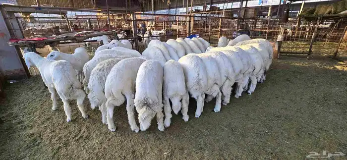 طليان حري مع خدمة ذبح تصوير توزيع توصيل 2