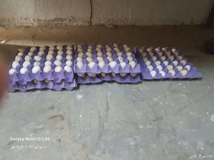 بيع بيض دجاج بلدي مخصب 100 بإذن الله تعالى وتواصل على الجوال 0