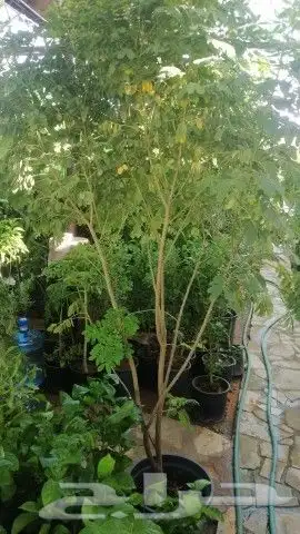 نخيل وشنطني زينه 4