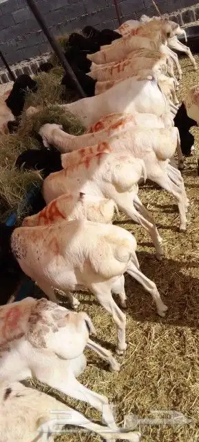 برابر تبوك علي 500 تبارك الله لحم ممتاز 6
