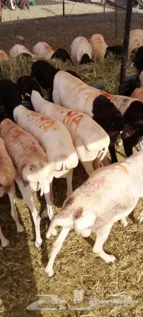 برابر تبوك علي 500 تبارك الله لحم ممتاز 3