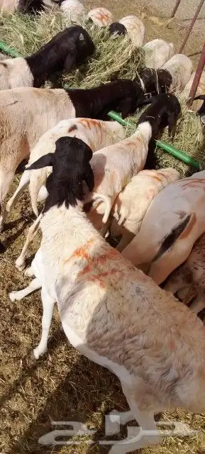 برابر تبوك علي 500 تبارك الله لحم ممتاز 5