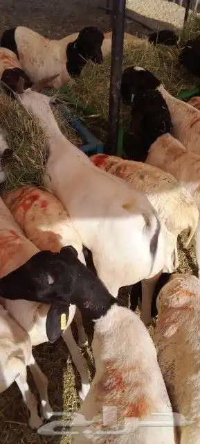 برابر تبوك علي 500 تبارك الله لحم ممتاز 8