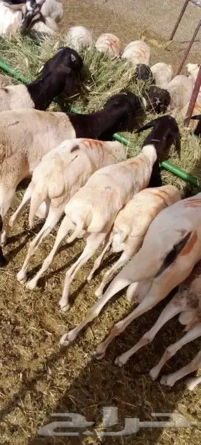 برابر تبوك علي 500 تبارك الله لحم ممتاز 7