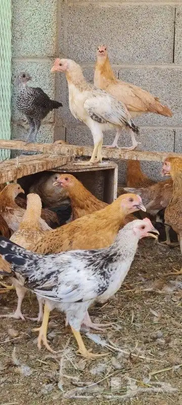 بيع دجاج بأنواعه وبط وسمان 4