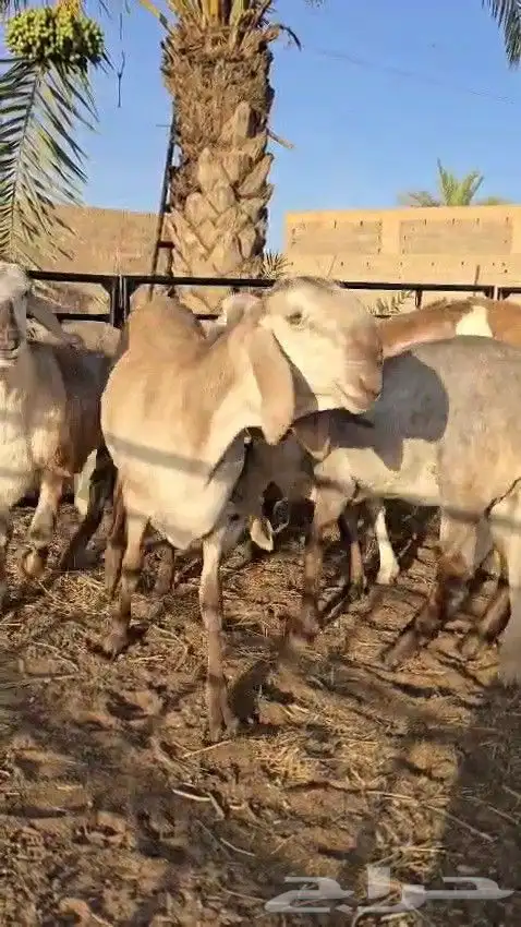 رخال سواكن ريميه صنف ( تم البيع ) 4