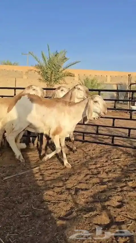 رخال سواكن ريميه صنف ( تم البيع ) 6