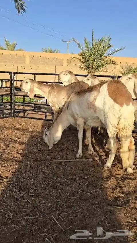 رخال سواكن ريميه صنف ( تم البيع ) 8