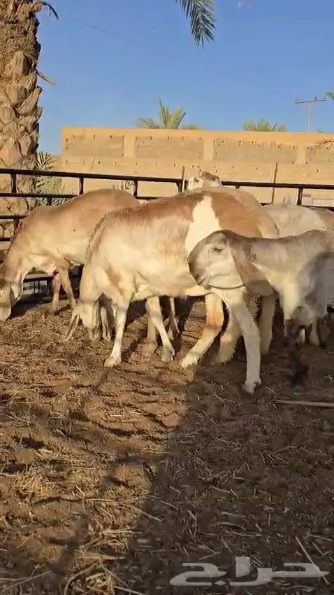 رخال سواكن ريميه صنف ( تم البيع ) 2
