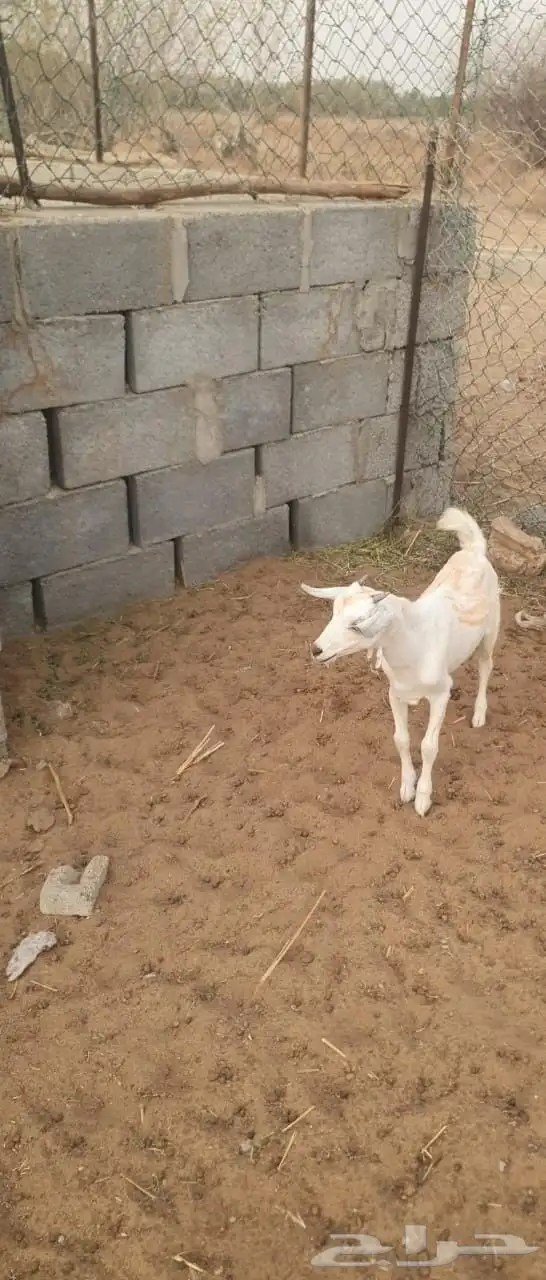 تيوس سليمه من الأمراض و العيوب 2