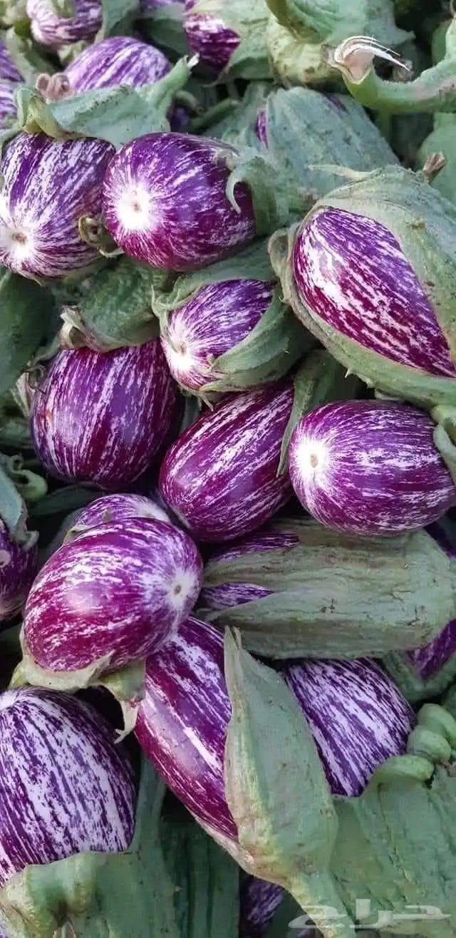باذنجان حمصي 0