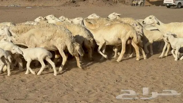 غنم حريات خلفات طيبه 0