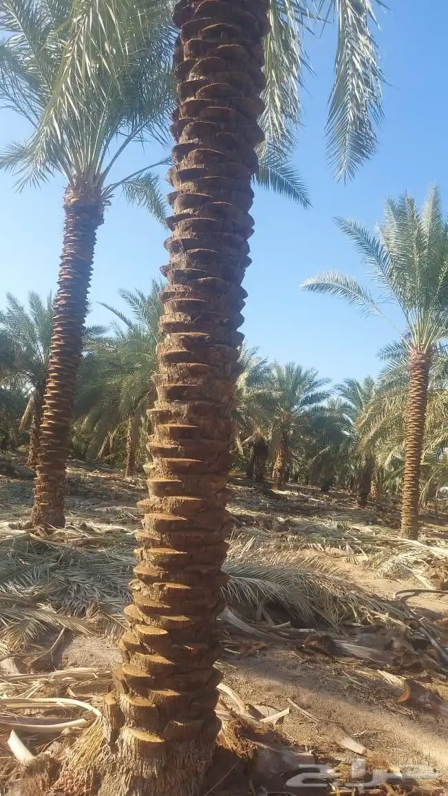 نعمل في زراعة النخيل وتركيب الشبوك بانواعها والمضلاتوالتراث 5