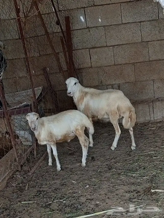 فران 0